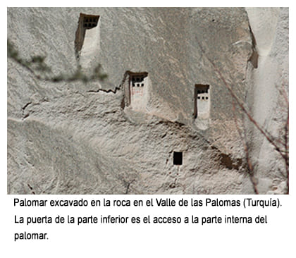 Palomar en roca